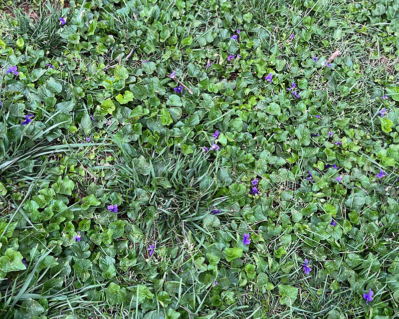 Get Rid of Violets in Your Lawn Weed Control